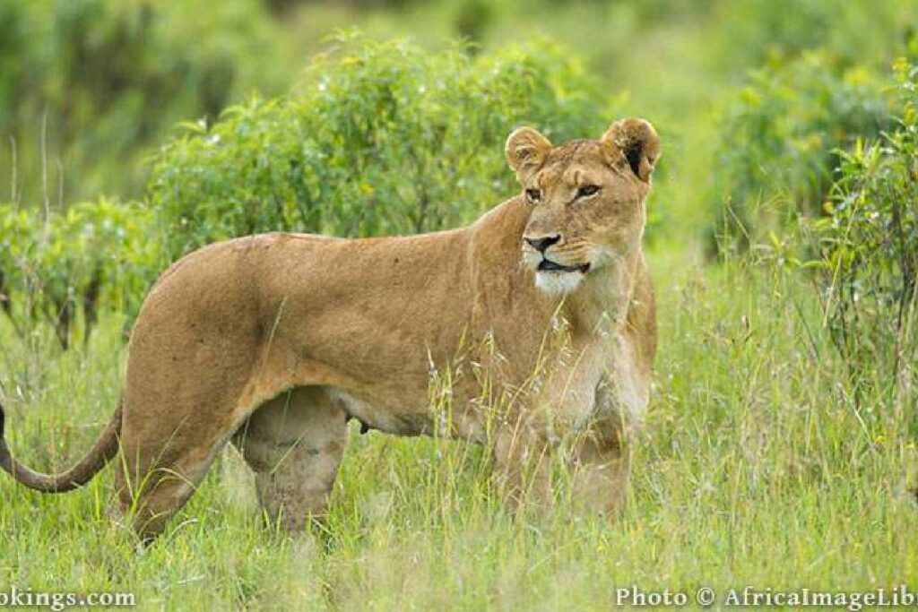 Lake Nakuru National Park